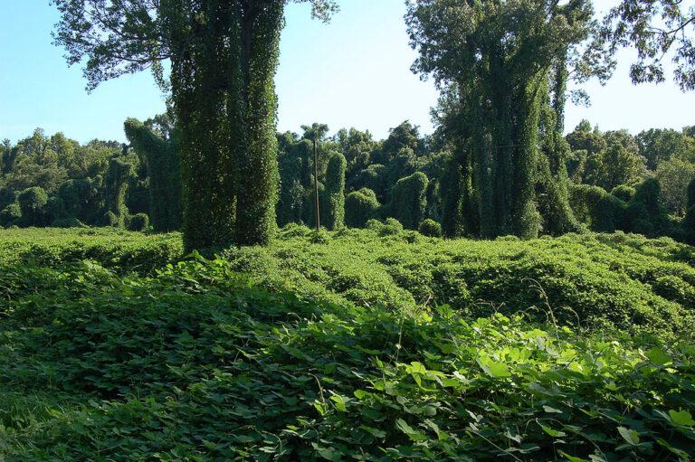 Field of kudzu