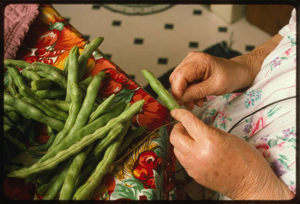 stringing beans for drying