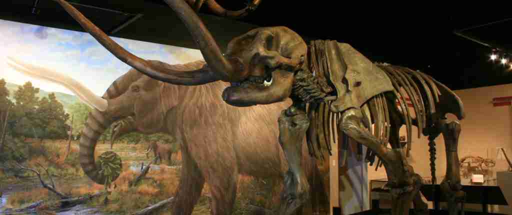 mastodon skeleton cast