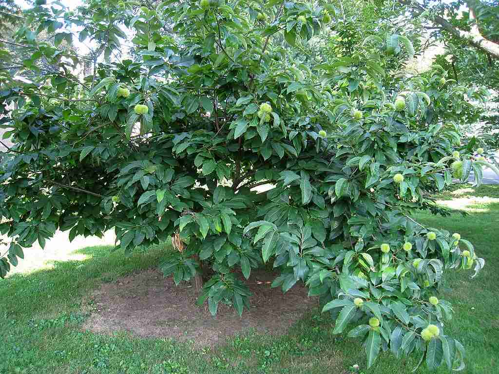 American chestnut with seed pods