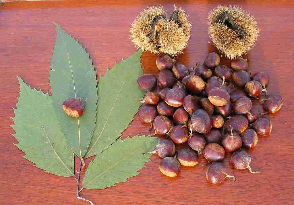 Chestnut tree leaves, seed pods, and nuts