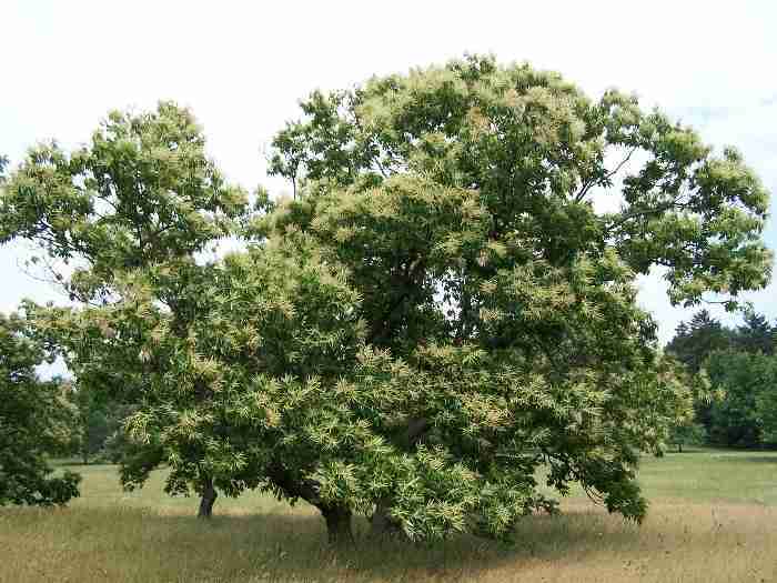 An American Chestnut Tree in Bloom