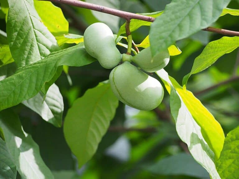 Cluster of unripe green pawpaws growing on a branch with broad leaves in a woodland setting.