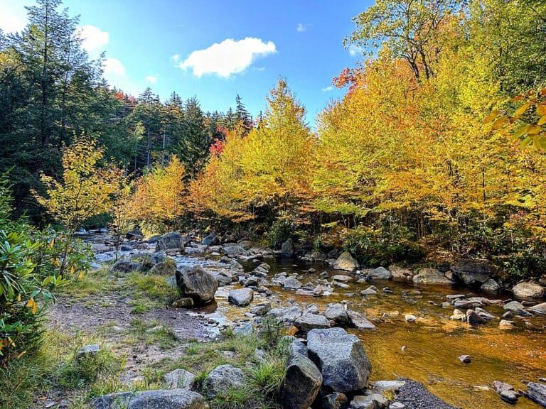 Autumn forest and rocky stream in Dolly Sods Wilderness, West Virginia