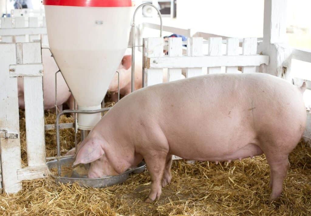 Domestic farm hog eating from a metal feeder.