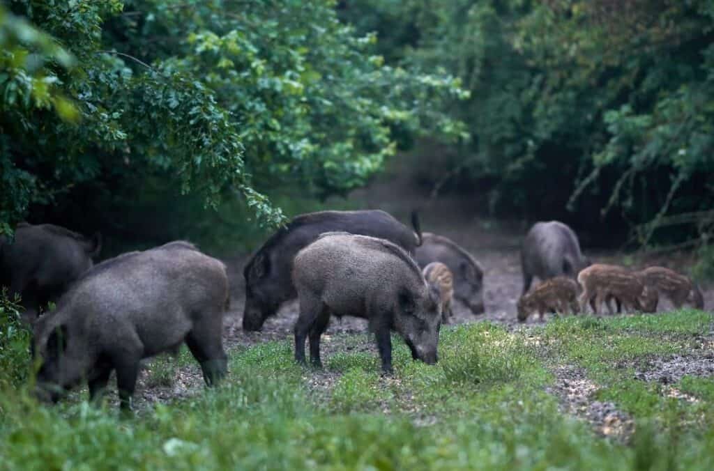 Group of wild boars foraging along a forest edge.