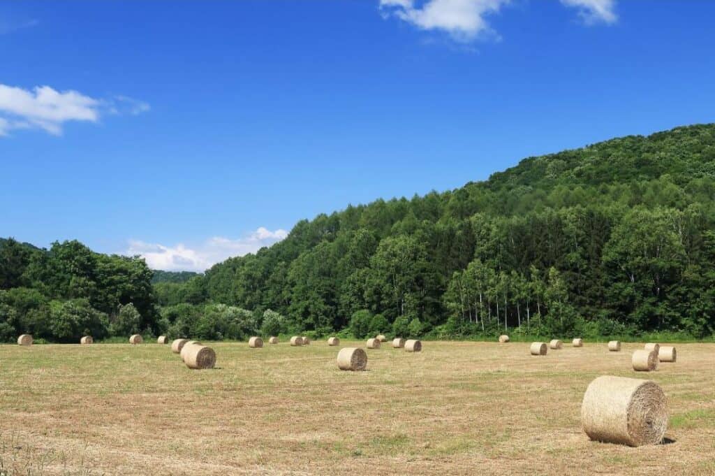 Round hay bales spaced across a freshly cut field with forested hills in the background.