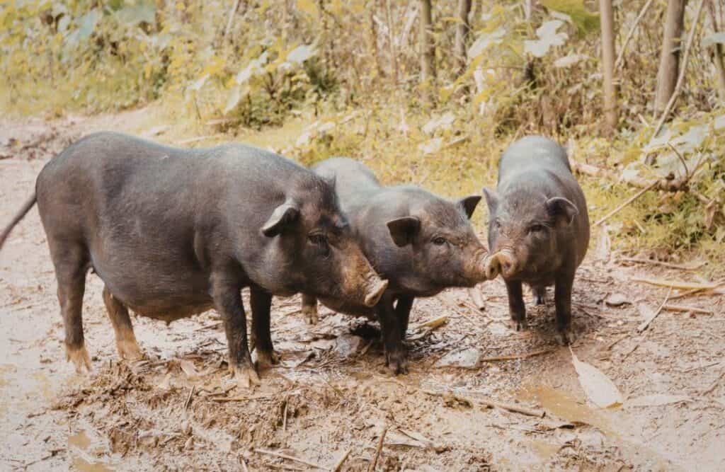 Small black Appalachian hogs standing together on a muddy woodland path.