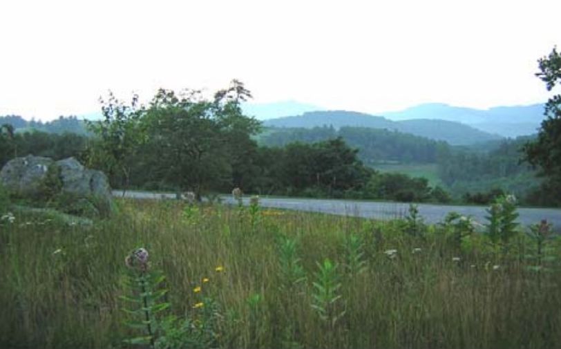 Wild grasses and shrubs forming soft meadow edges beside the Parkway.