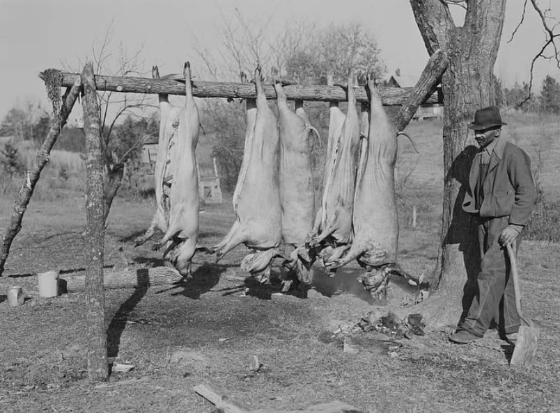 Hogs hung during hog killing time, showing the seasonal work that made canning sausage necessary.
