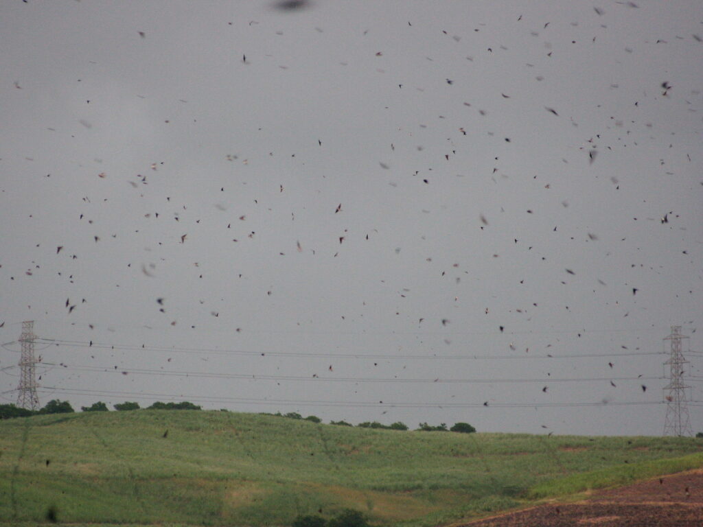 Barn swallows flying low over pasture as part of mountain weather signs
