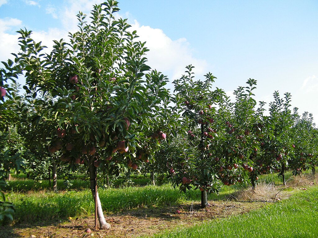 Apple trees growing at elevation in a mountain orchard