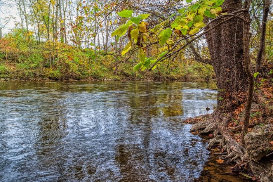 Creek bank with exposed tree roots and early spring growth