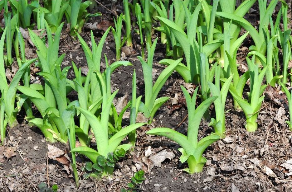 Early spring greens emerging in a mountain garden after winter storage season