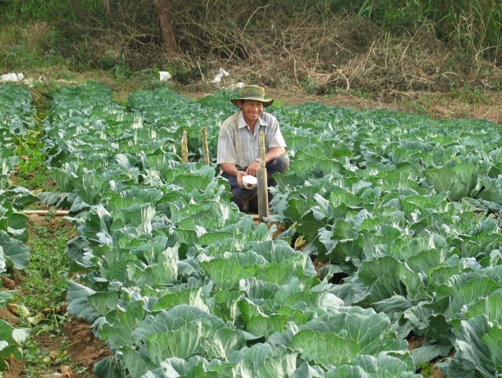 Farmer tending rows of Appalachian cabbage in a field