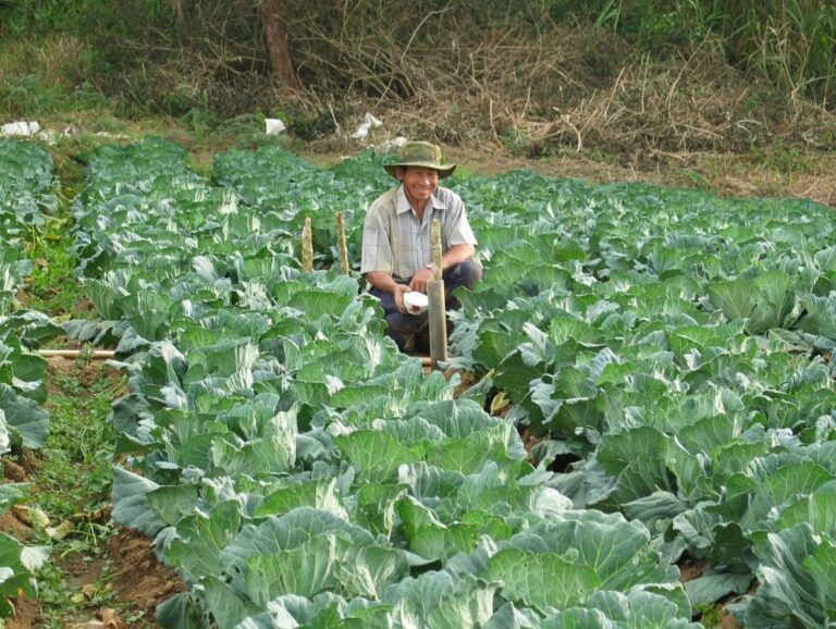 Farmer tending rows of Appalachian cabbage in a field