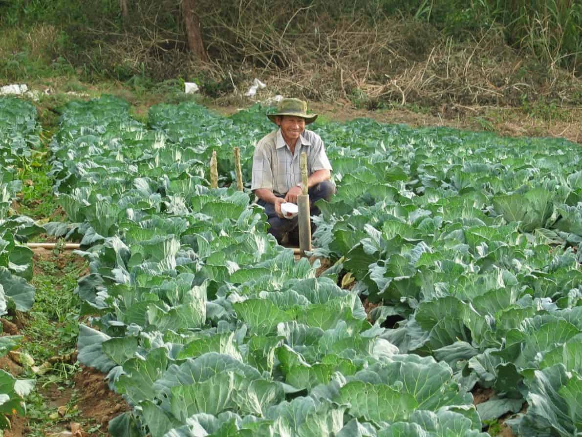 Appalachian Cabbage: Survival Between Harvest and Spring