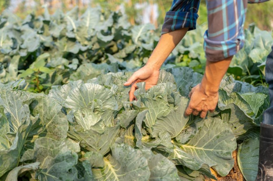 Hands inspecting a head of Appalachian cabbage in the garden