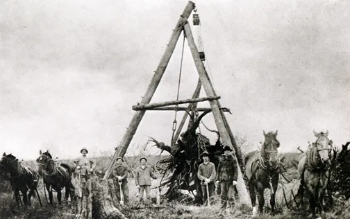 historic stump puller with horses removing a tree stump from cleared farmland