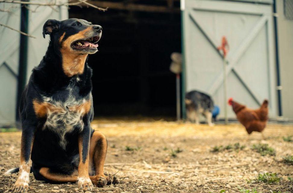 Farm dog in a barnyard