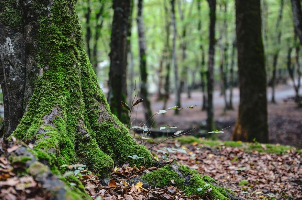 Moss-covered tree roots beside leaf litter in a damp Appalachian forest