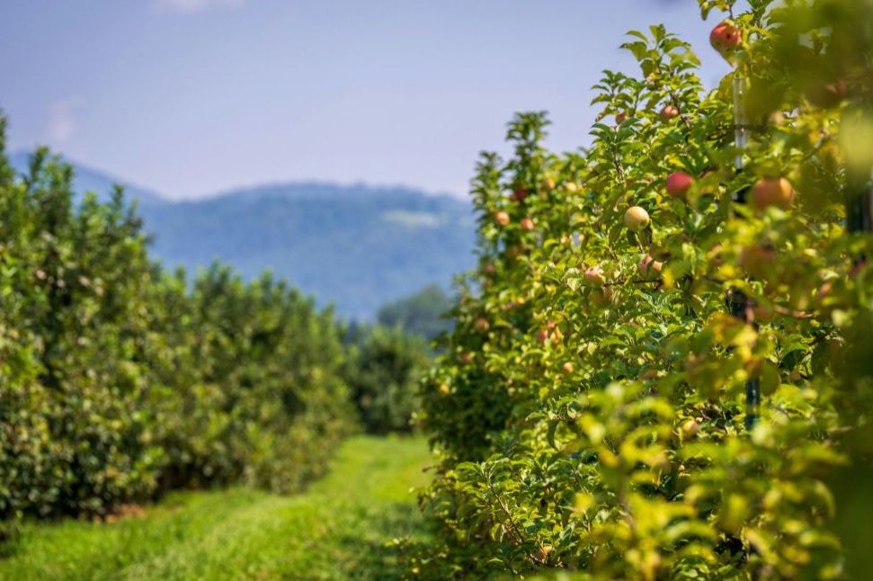 Mountain orchard beside field edges that attracted Appalachian small game