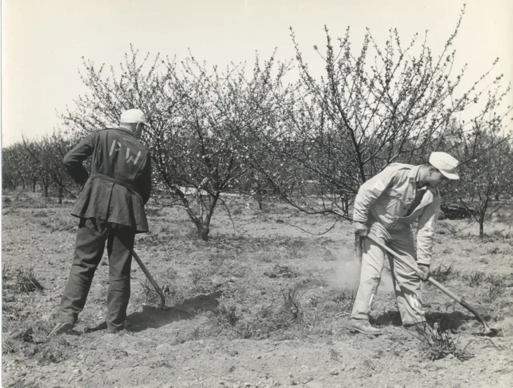 German POWs in the Blue Ridge clearing a mountain road during World War II