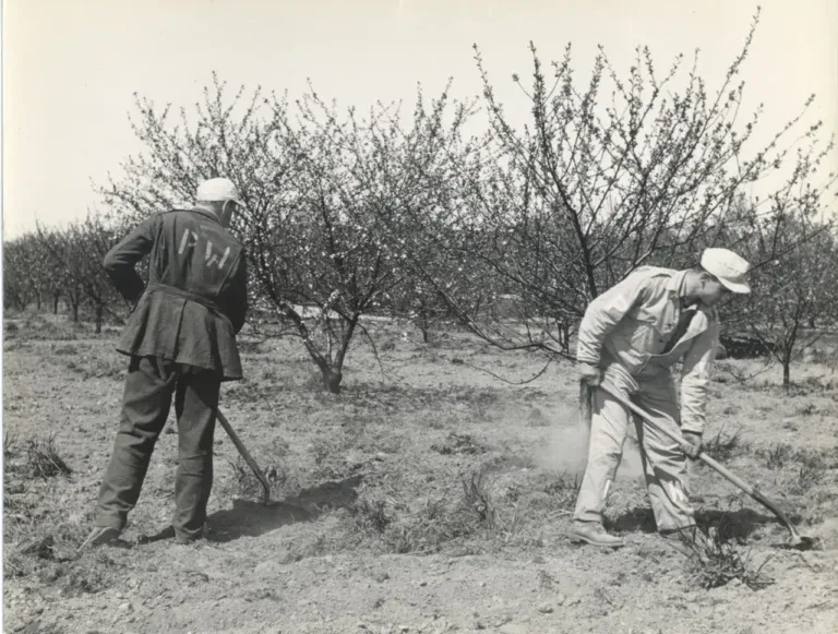 German POWs in the Blue Ridge clearing a mountain road during World War II