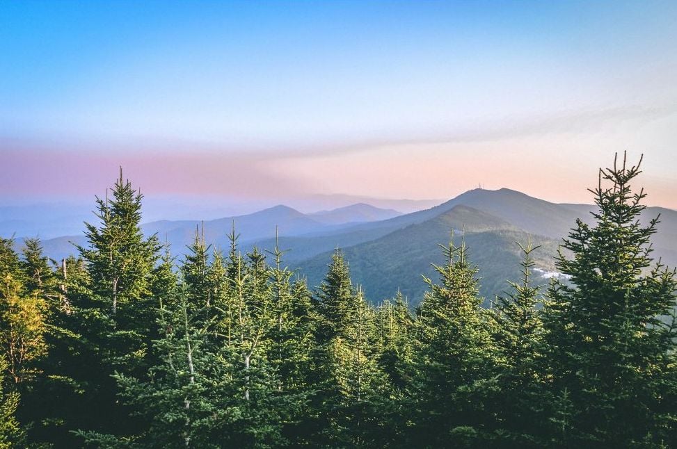 Red spruce and Fraser fir forest at high elevation in the Blue Ridge Mountains
