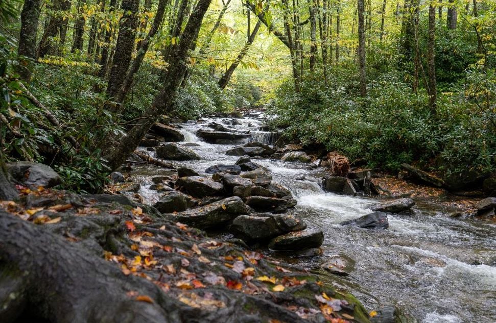 Mountain stream flowing through a shaded cove forest in the Blue Ridge