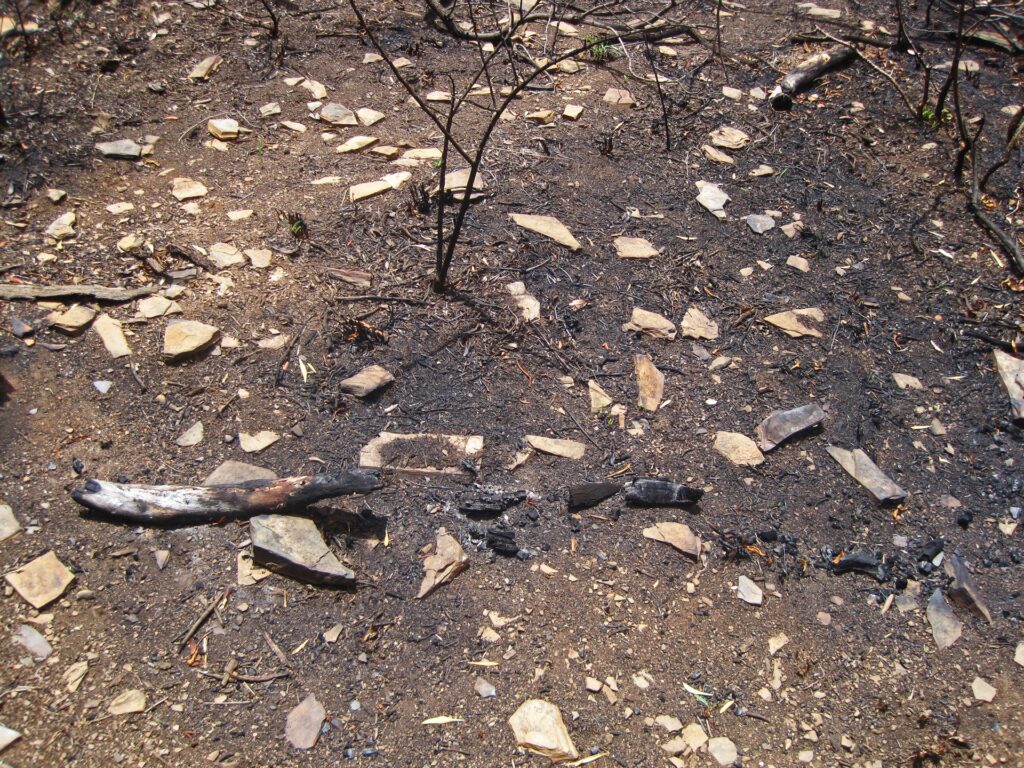 Charcoal fragments on the forest floor near charcoal hearths in Appalachia