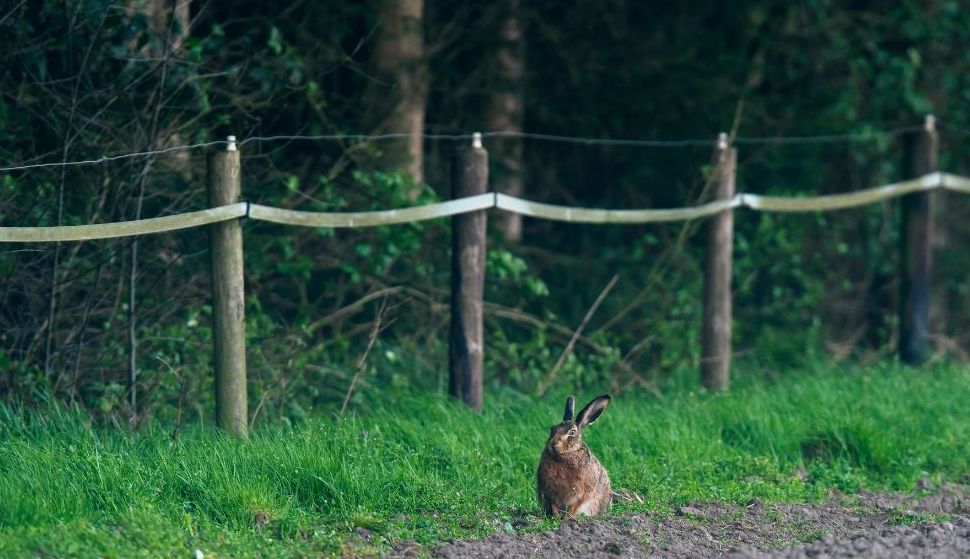 Rabbit near a fence row in Appalachian farm country