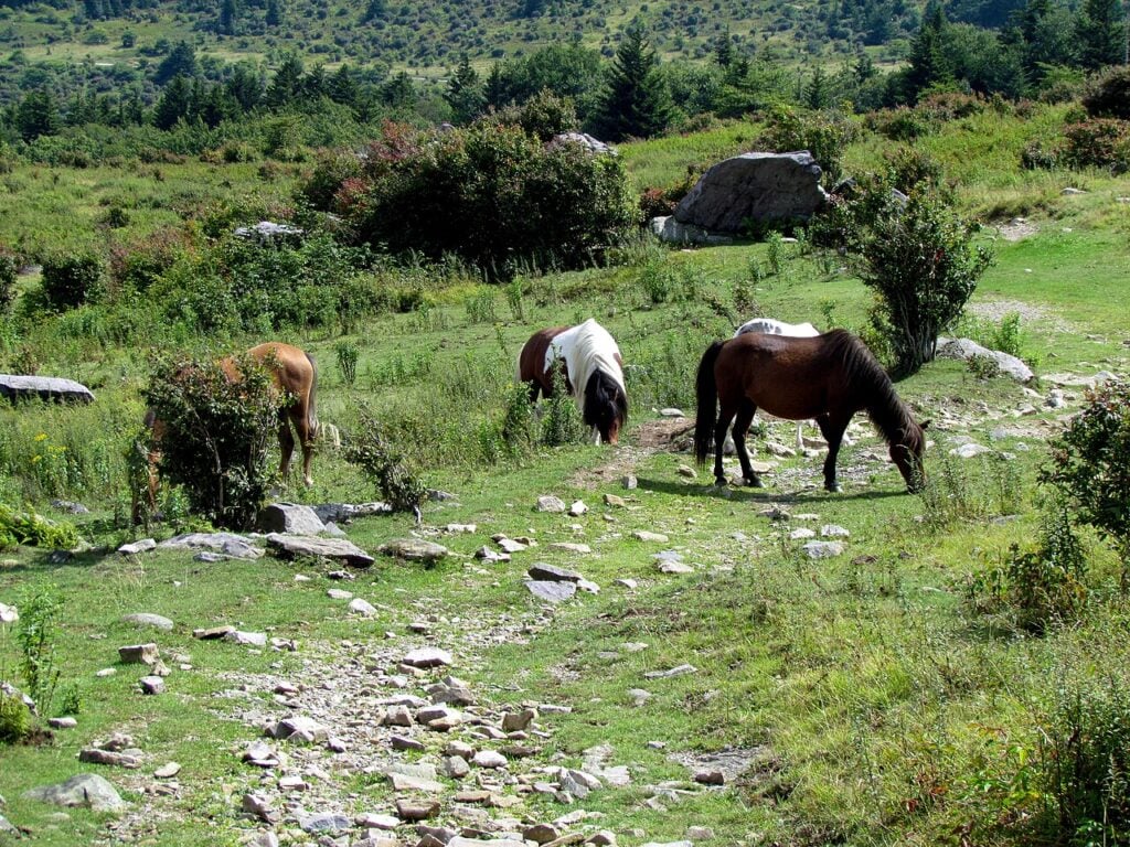 Wild ponies grazing among grasses and rocks in the Virginia high country