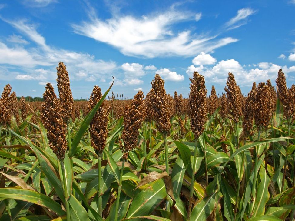 Field of sorghum syrup cane growing beneath a summer sky