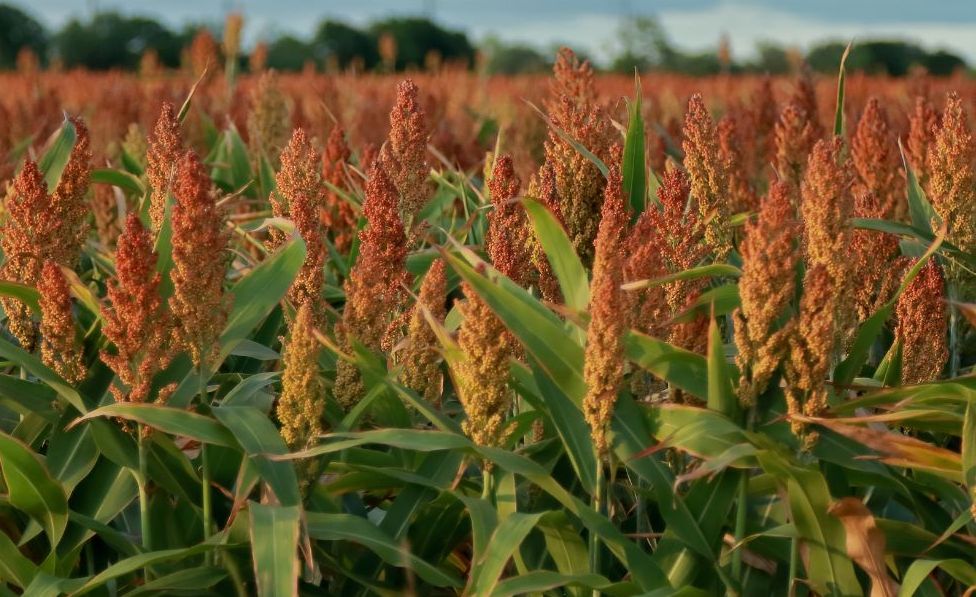 Field of sorghum with tall reddish-brown seed heads among green leaves