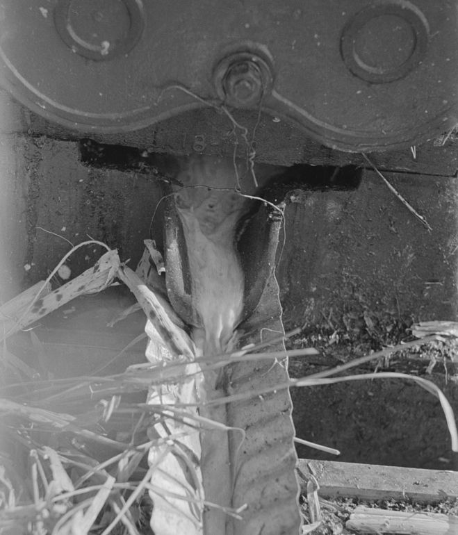 Fresh sorghum juice flowing from a cane crusher