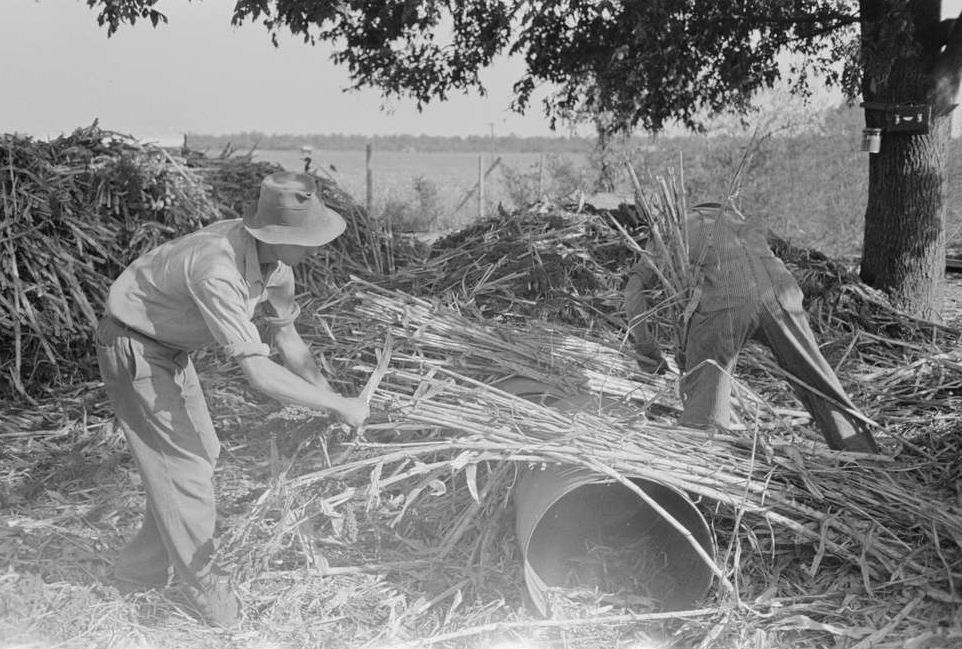 Workers stripping leaves from harvested sorghum cane before milling