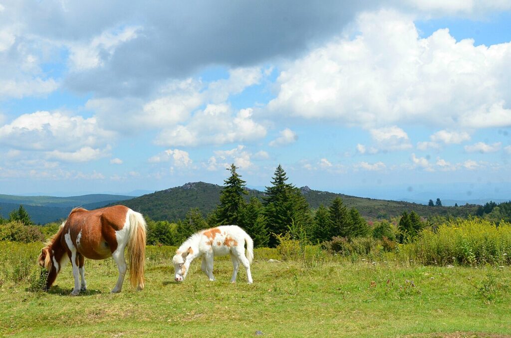 Grayson Highlands ponies grazing with mountain views beyond