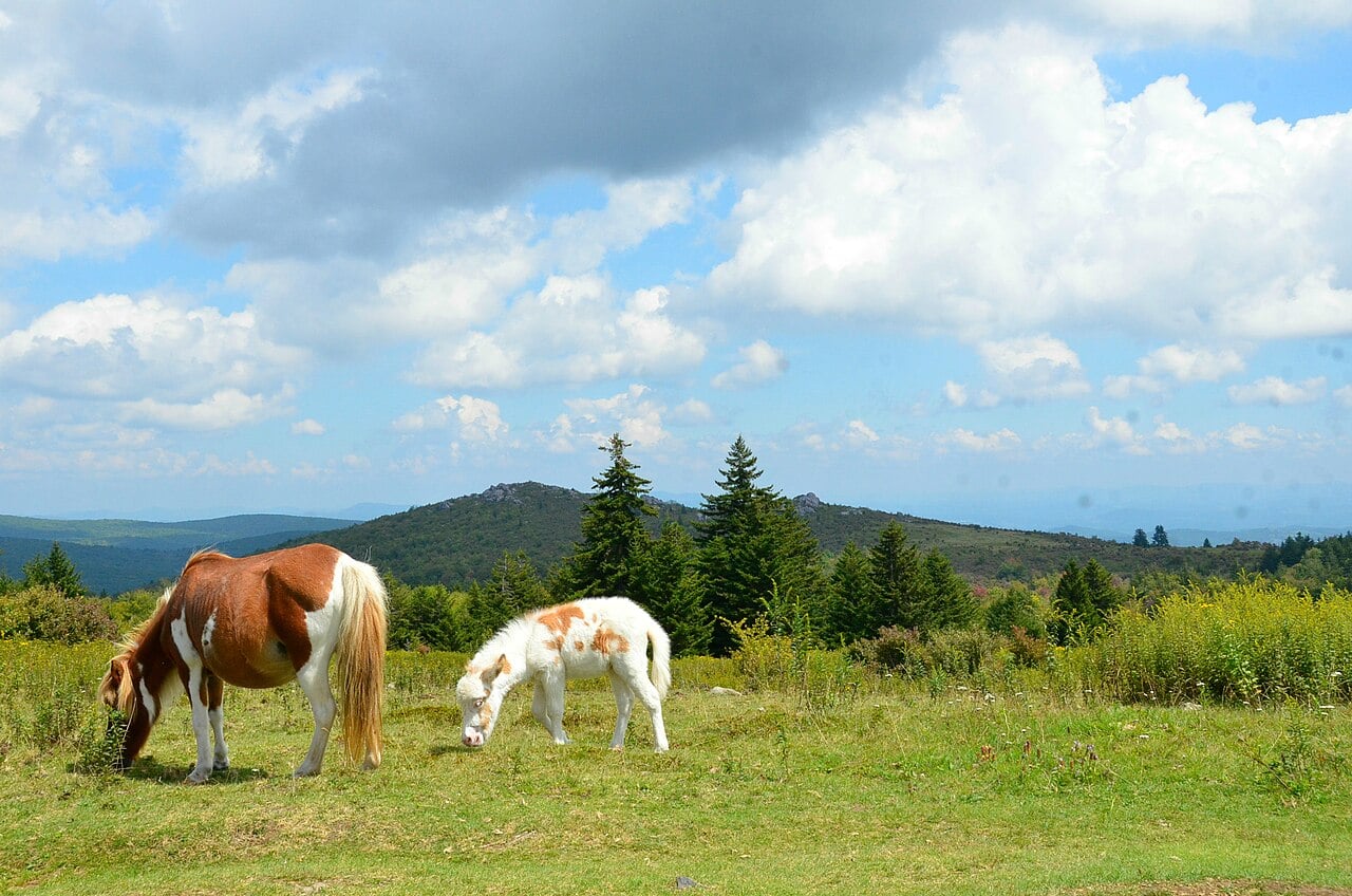 Grayson Highlands ponies grazing with mountain views beyond