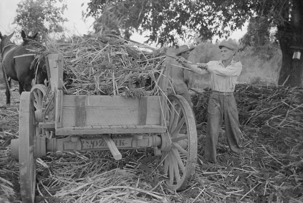 Farm worker loading harvested sorghum cane onto a wagon