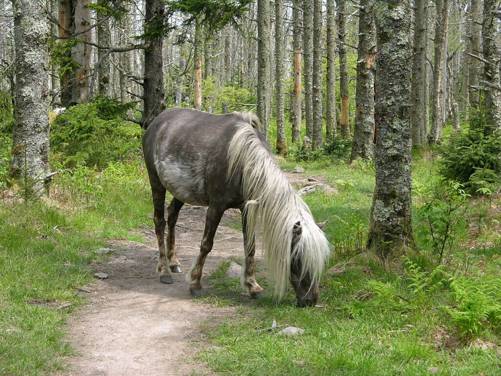Pony grazing beside a trail in the high country of Grayson Highlands