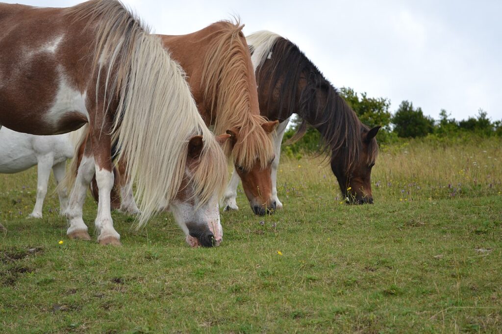 Grayson Highlands pony herd grazing on an open mountain bald