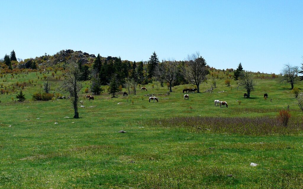 Open mountain bald maintained by Grayson Highlands ponies