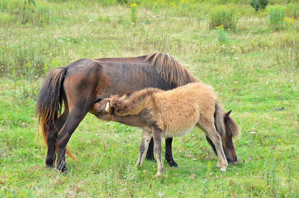 Foal nursing beside its mother on a Grayson Highlands meadow