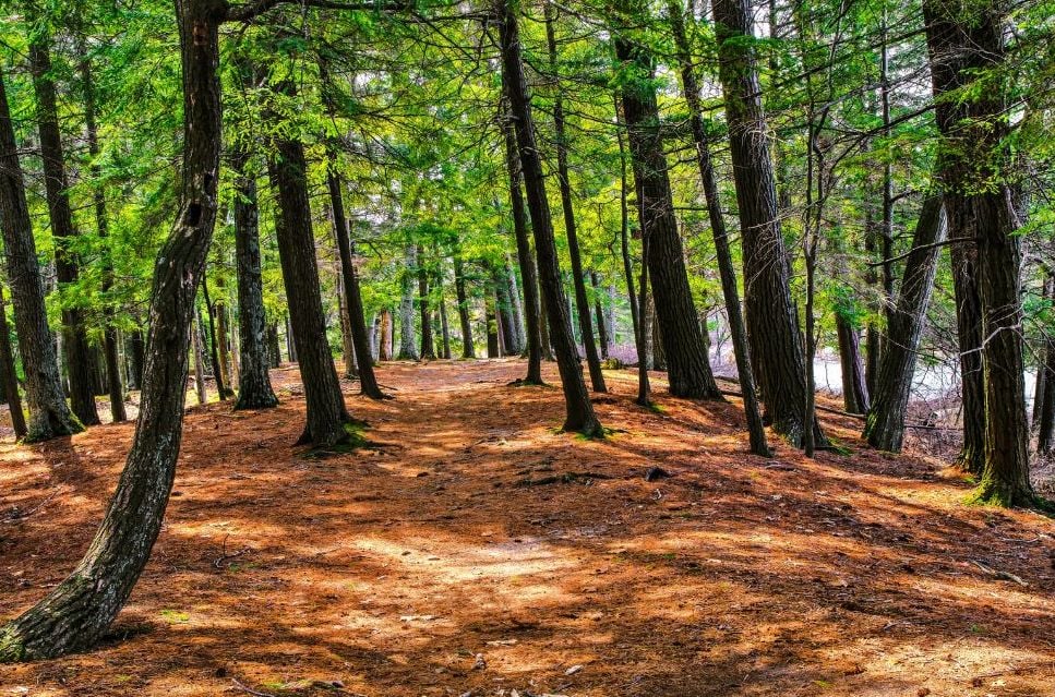 Peaceful forest trail in the Blue Ridge Mountains