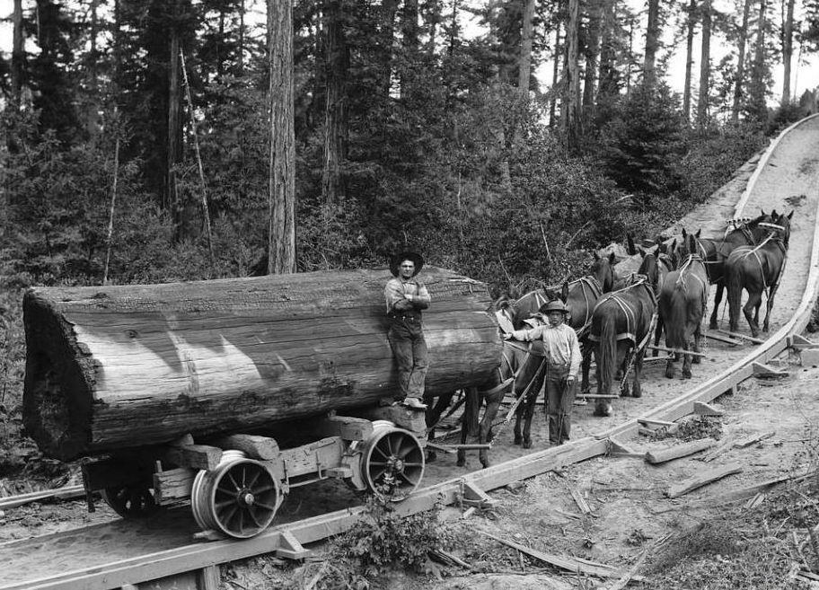 Eight-horse team pulling a massive log on a railway car through a forest