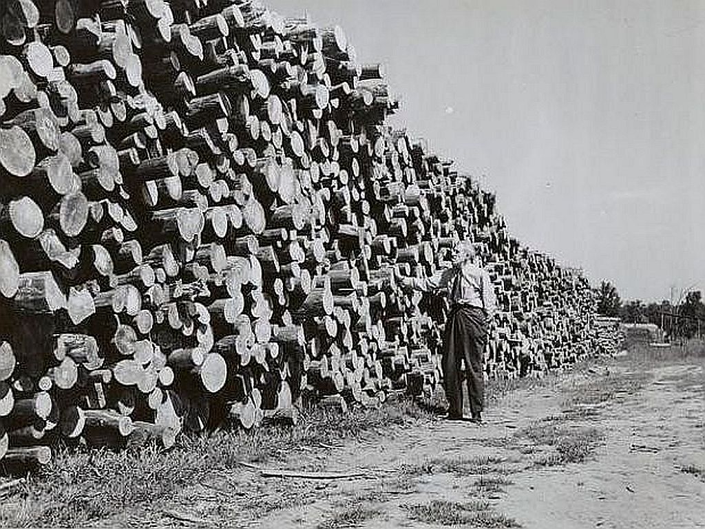 Man standing beside a towering stack of cut logs at a Virginia wood-products plant in 1946