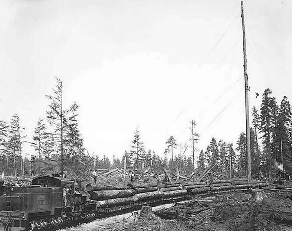 Shay logging locomotive on tracks amid felled trees in a forest logging operation