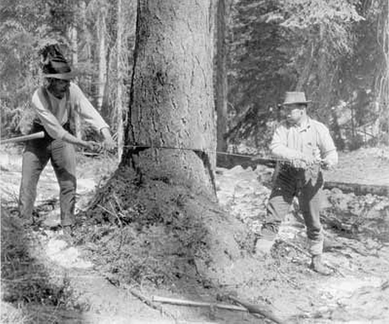 Two loggers using a crosscut saw to fell a large tree