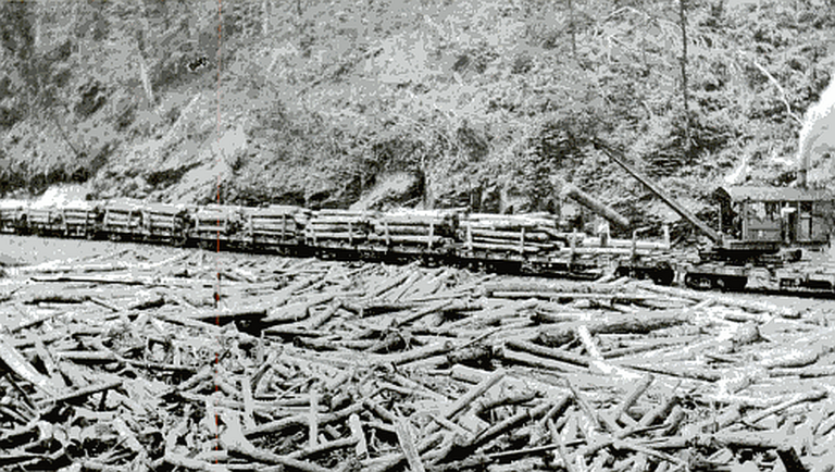 Steam locomotive beside a large accumulation of logs at an early twentieth-century logging operation